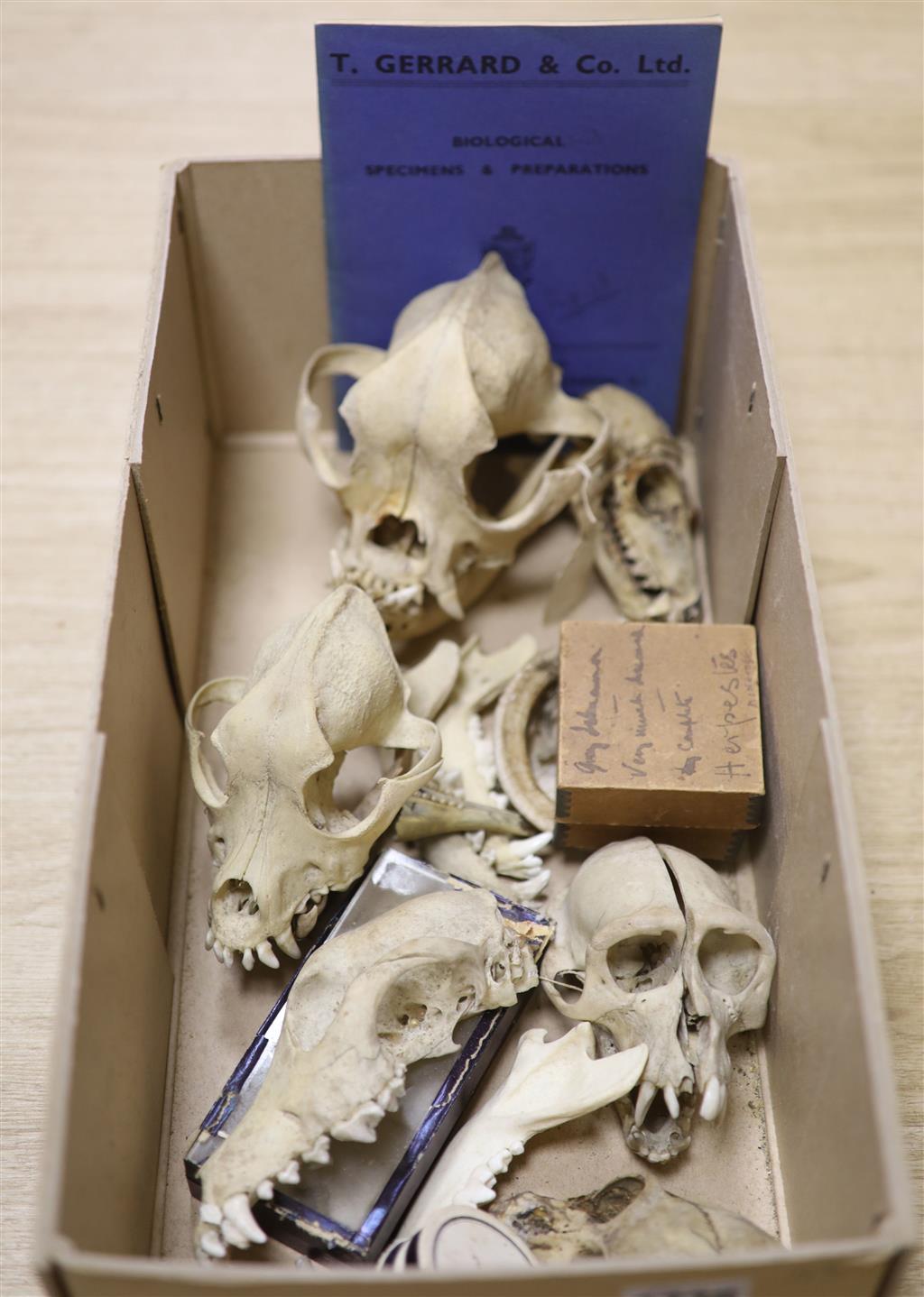 A group of mammal skulls, collected before 1950, to include a bulldog skull, lemur skull with single glass eye, two monkey skulls, a fu